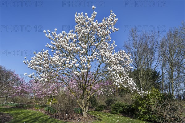 Flowering Magnolia Gresham GG11 showing white flowers in spring in park
