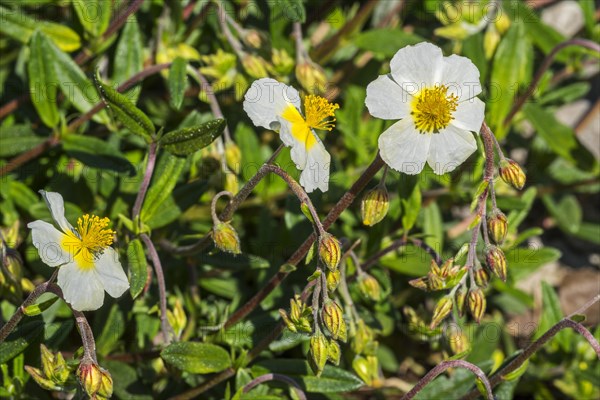 Common rock-rose