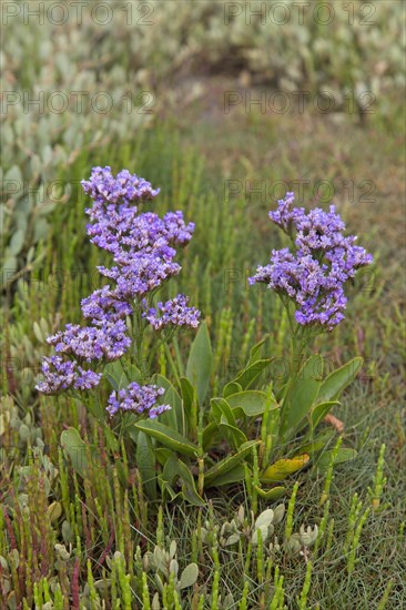 Common sea-lavender