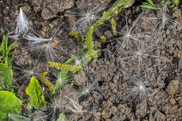 Fallen seeds on the ground from spear thistle