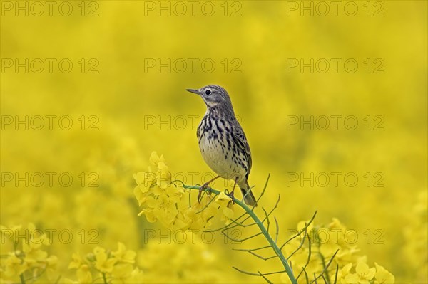 Meadow pipit