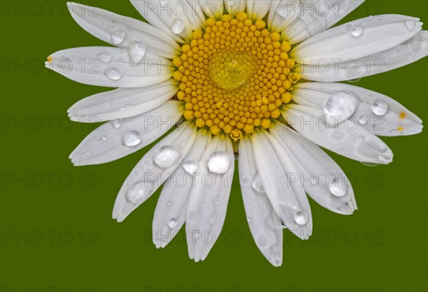 Ox-eye daisy