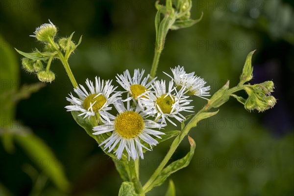 Annual fleabane