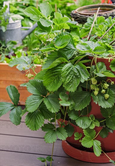 Unripre garden strawberries