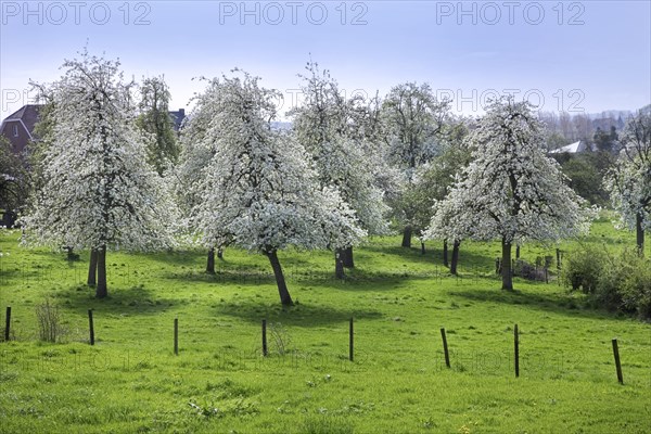 Orchard with pear