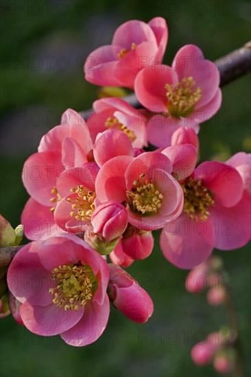 Japanese quince