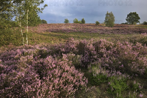 Heather flowering in heathland at the Hoge Kempen National Park