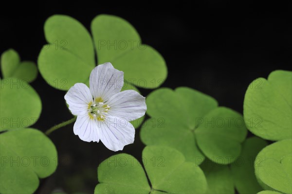 Common Wood-sorrel