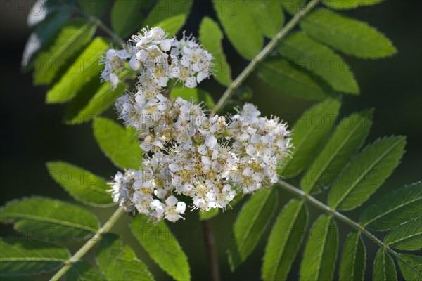 European Rowan