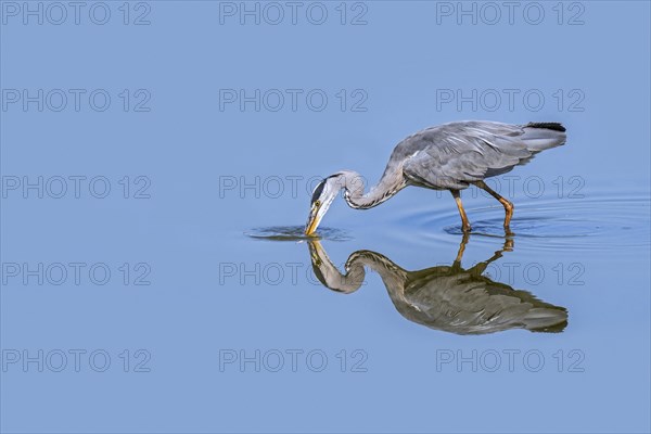 Reflection of grey heron