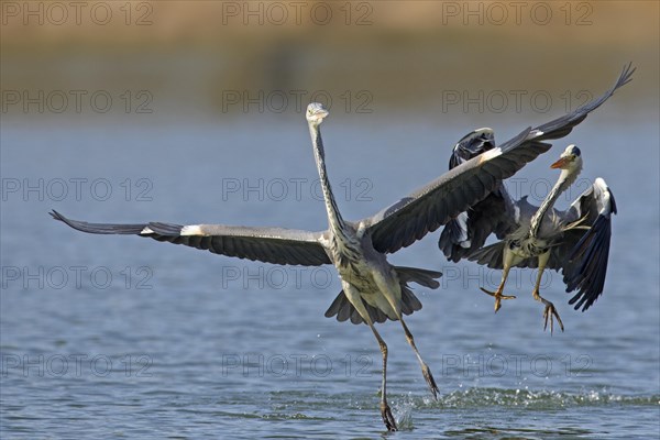 Two grey herons