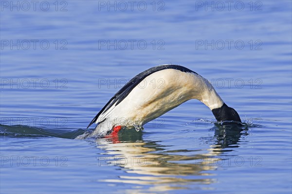 Common merganser