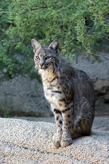 North American bobcat
