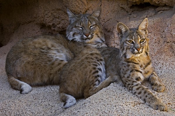 Two bobcats