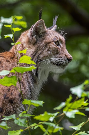 Eurasian lynx