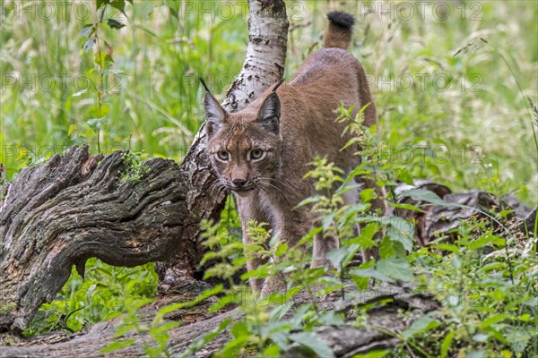 Young Eurasian lynx