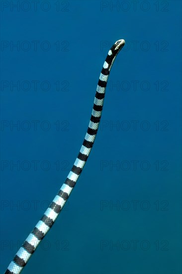 Venomous water snake colubrine sea krait