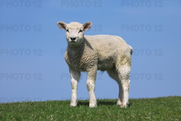 Domestic sheep