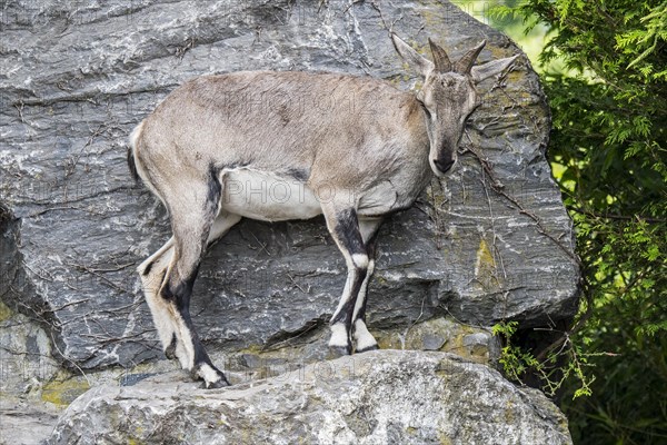 Himalayan blue sheep