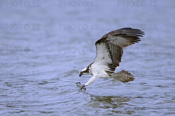 Western osprey