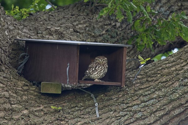 Little owl