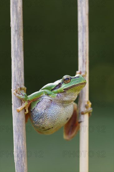 European tree frog