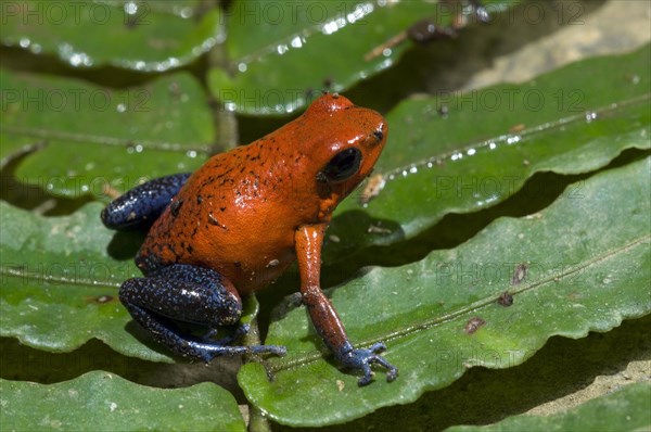 Blue jeans poison dart frog