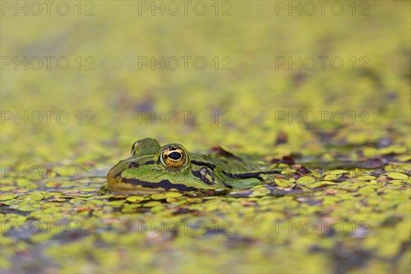 Edible frog