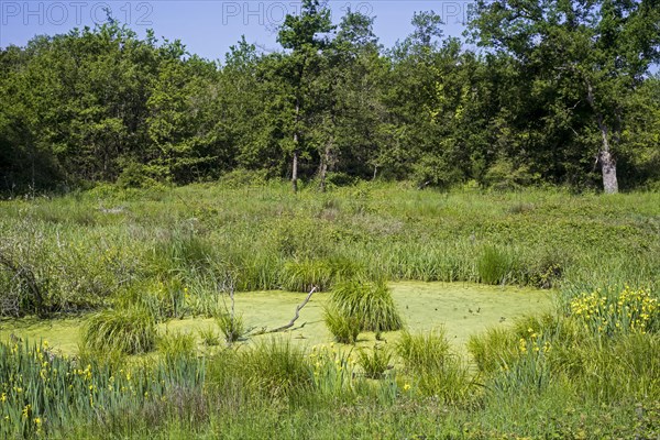 Toad pond