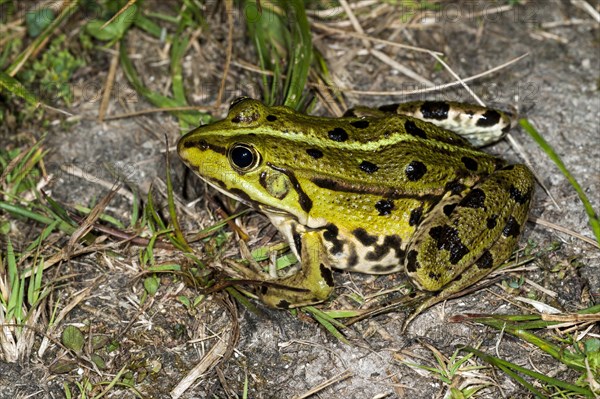 Marsh frog