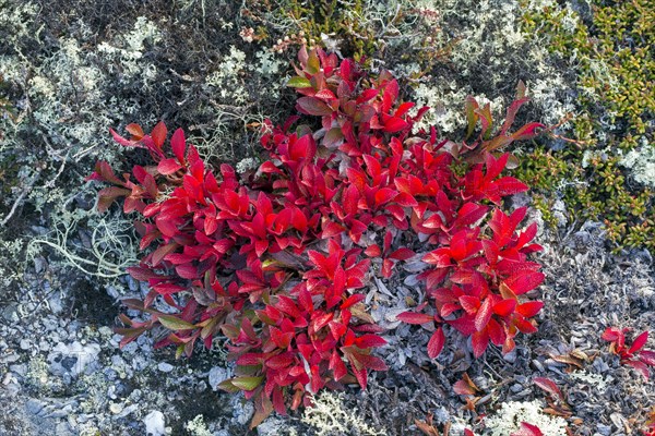 Alpine bearberry