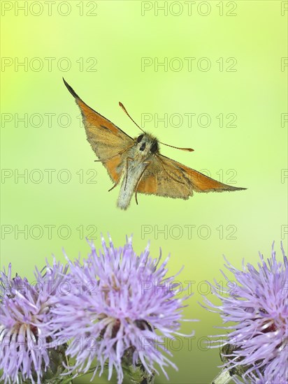 Large skipper