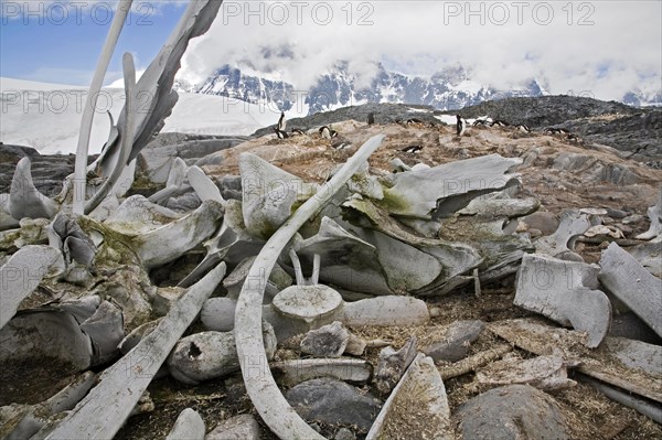 Whale bones and Gentoo Penguin