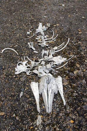 Beluga whale bones at the Bamsebu whaling station along Ingebrigtsenbukta bay shore near Kapp Toscana