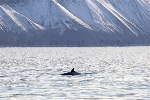 Northern minke whale