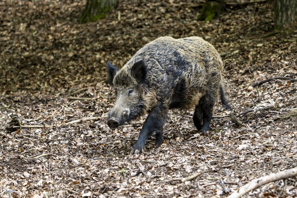 Wild boar