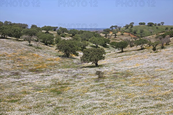 Colourful wildflowers in meadow in montado