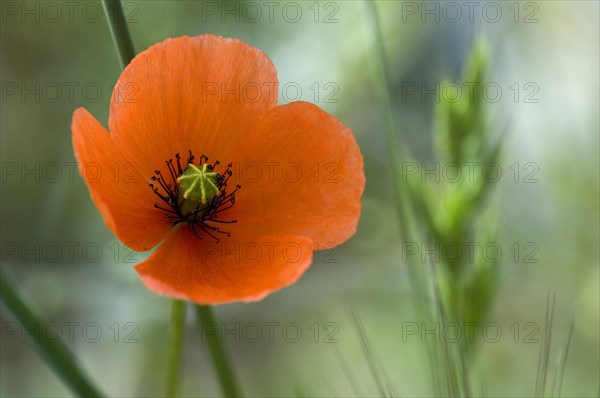 Long-headed poppy