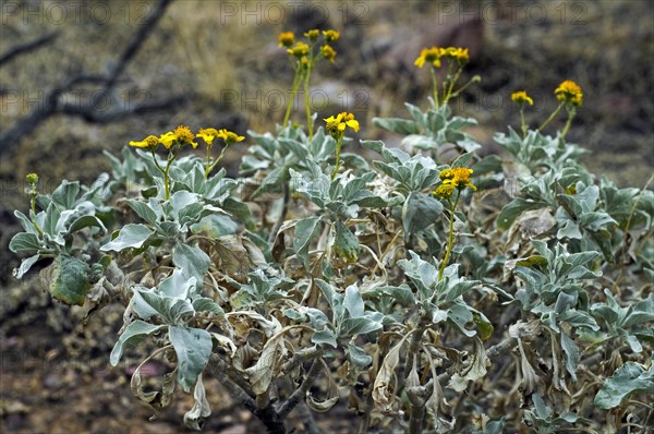 Brittlebush