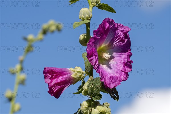 Common hollyhock