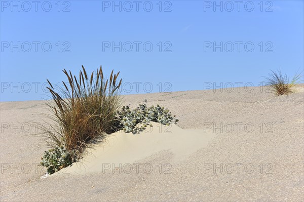 European marram grass