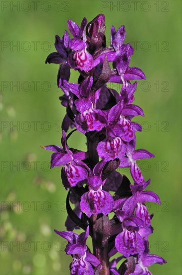 Broad-leaved Marsh Orchid