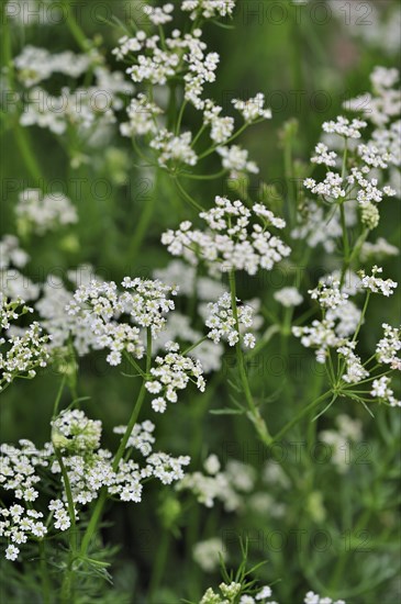 Caraway