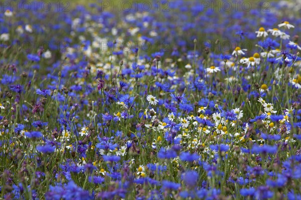 Cornflowers