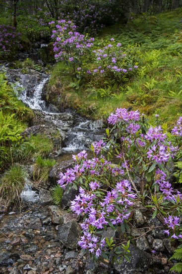 Common rhododendron