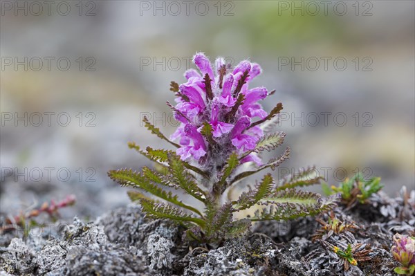 Woolly lousewort