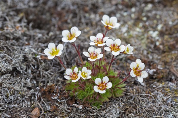 Tufted alpine saxifrage