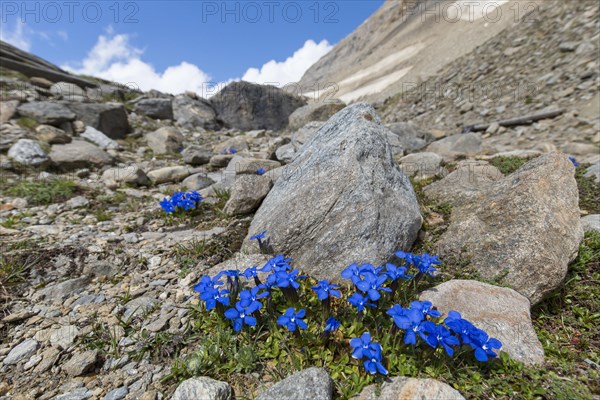 Bavarian gentian