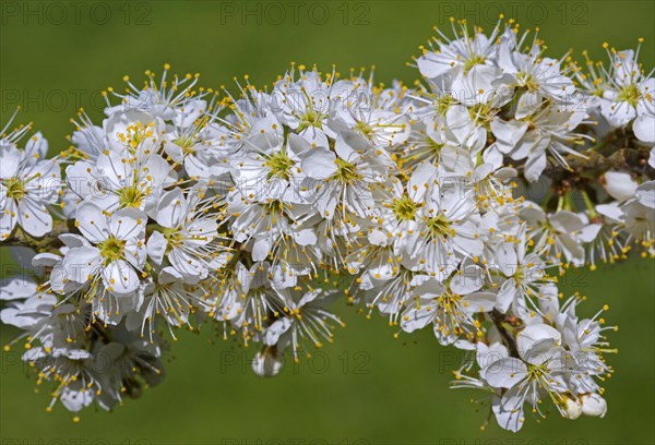 Blackthorn