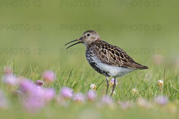 Dunlin